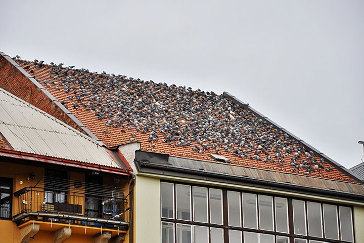 A2B Pest Control are able to install spikes to deter birds from roofs in Lee. 